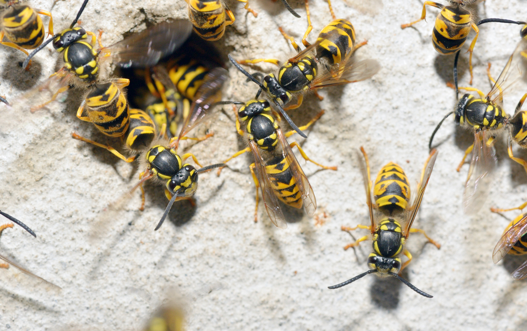 Hornet removal oklahoma