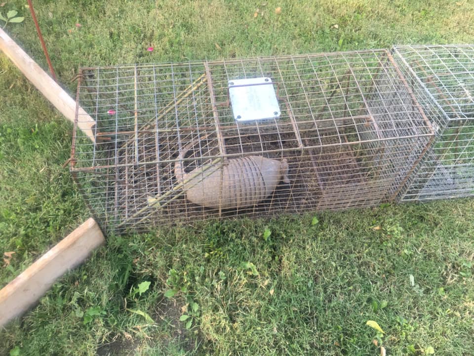 Armadillo live traps