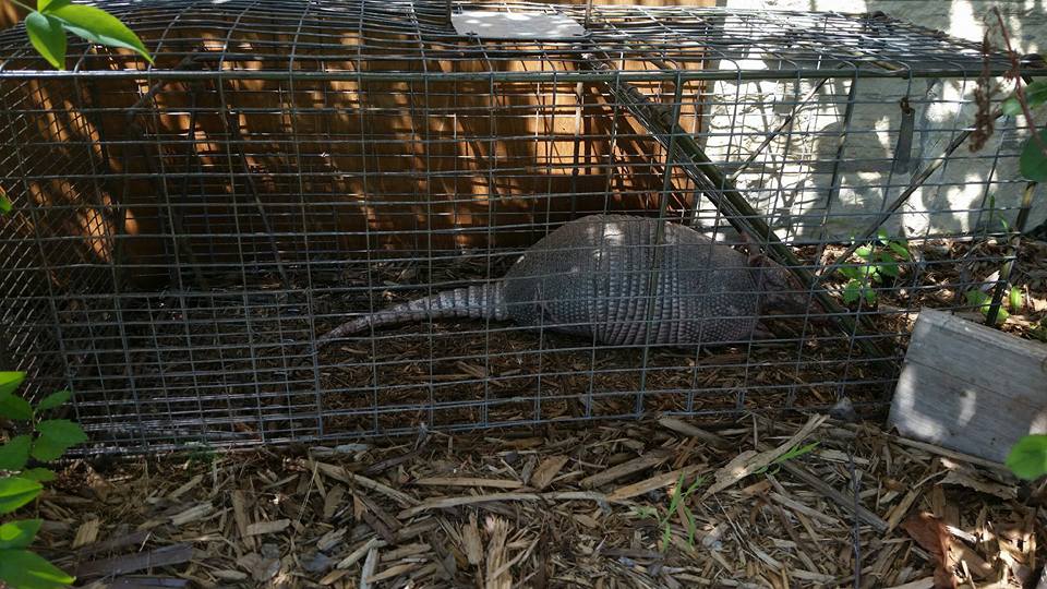 Armadillo trapping kansas