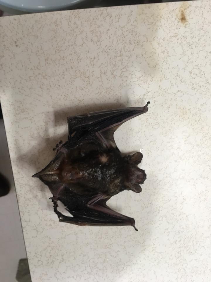 Bat removal Oklahoma