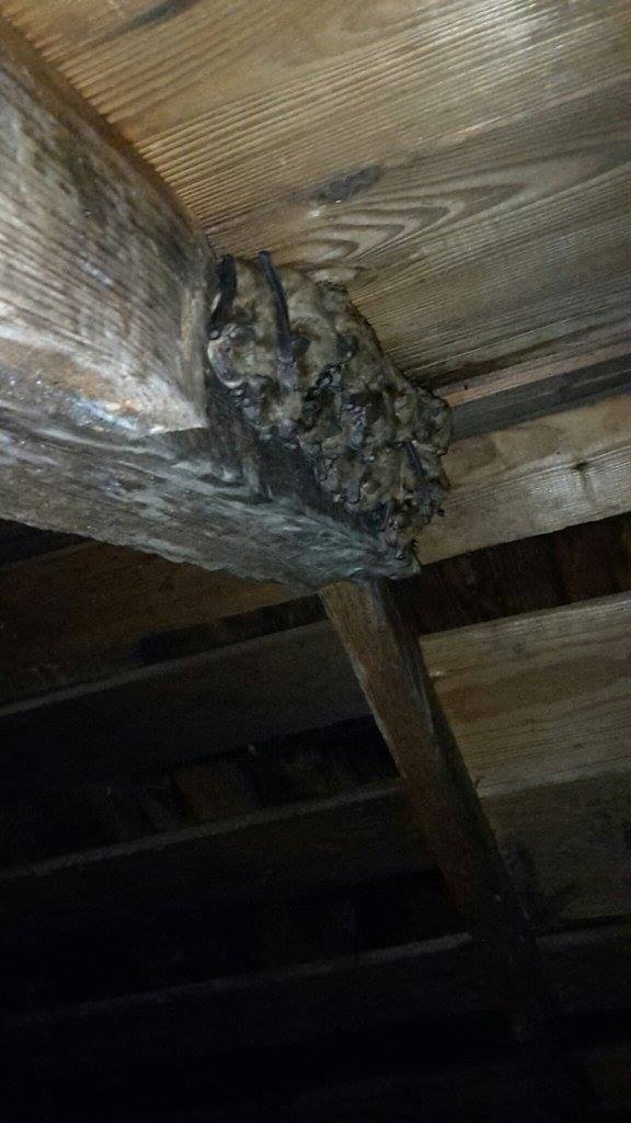 Bat infestation removal