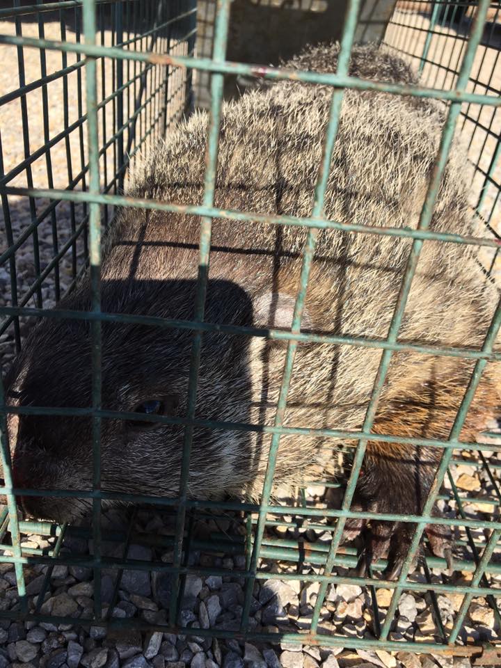 groundhog in trap