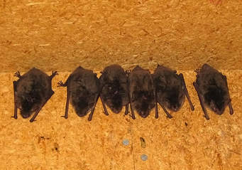 Bat problems in attic