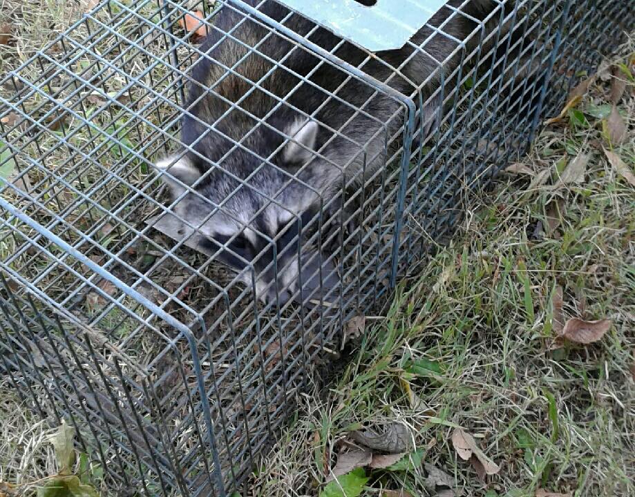 racoon trap and release