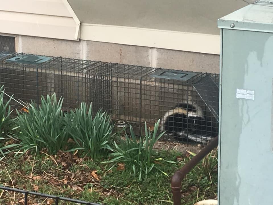 Skunk trapping kansas