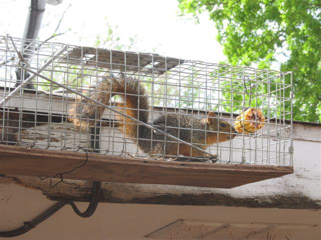 Squirrel trapping removal